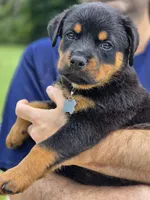 Phoebe , a female Rottweiler for sale in Fort Lauderdale, FL – 2 of 10