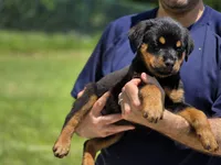 Phoebe , a female Rottweiler for sale in Fort Lauderdale, FL – 1 of 10