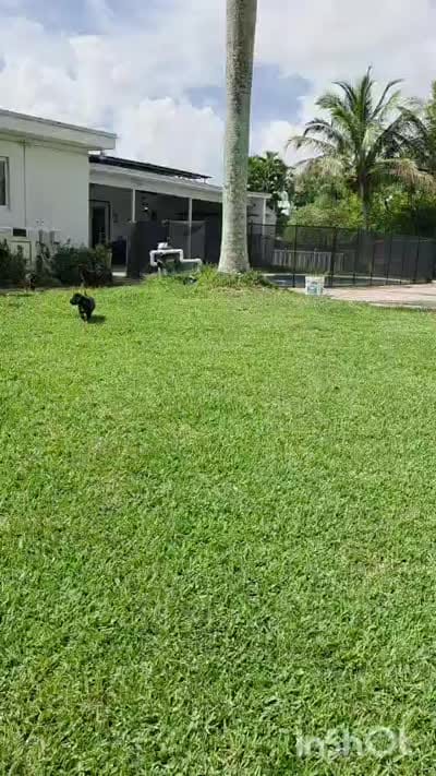 Sora, a male Rottweiler for sale in Fort Lauderdale, FL – 2 of 2