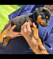 Phoebe , a female Rottweiler for sale in Fort Lauderdale, FL – 7 of 10