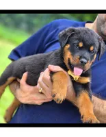 Bear , a male Rottweiler for sale in Fort Lauderdale, FL – 1 of 2