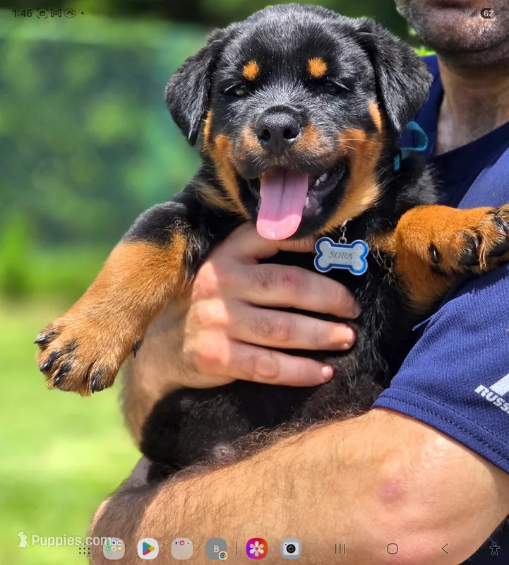 Sora – Rottweiler puppy for sale in Fort Lauderdale, FL