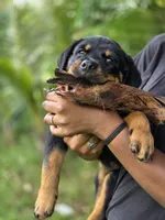 Rocky, a male Rottweiler for sale in Fort Lauderdale, FL – 3 of 4