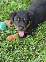 Phoebe , a female Rottweiler for sale in Fort Lauderdale, FL – 9 of 10