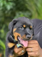 Rocky, a male Rottweiler for sale in Fort Lauderdale, FL – 2 of 4
