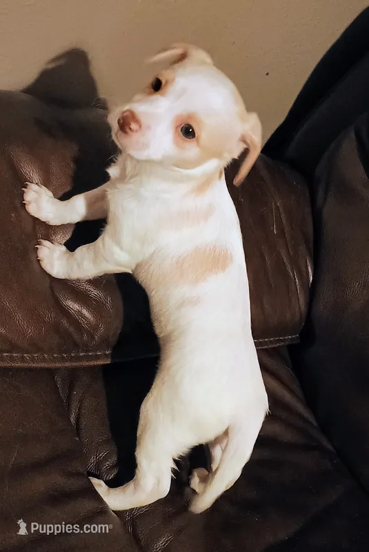 Pebbles  – Jack Russell Terrier, Chihuahua puppy for sale in Lakeland, FL