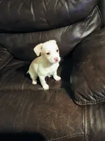Pebbles , a female Jack Russell Terrier and Chihuahua for sale in Lakeland, FL – 3 of 3