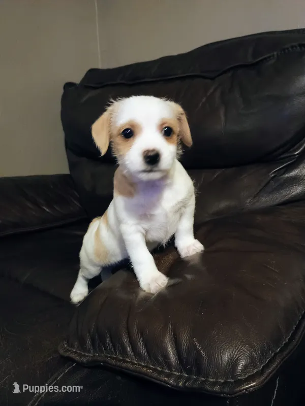 Opal – Jack Russell Terrier, Chihuahua puppy for sale in Lakeland, FL