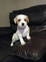 Opal, a female Jack Russell Terrier and Chihuahua for sale in Lakeland, FL – 1 of 3