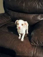 Pebbles , a female Jack Russell Terrier and Chihuahua for sale in Lakeland, FL – 2 of 3