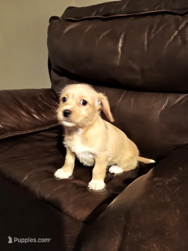 Gem – Jack Russell Terrier, Chihuahua puppy for sale in Lakeland, FL