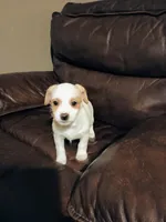 Opal, a female Jack Russell Terrier and Chihuahua for sale in Lakeland, FL – 2 of 3