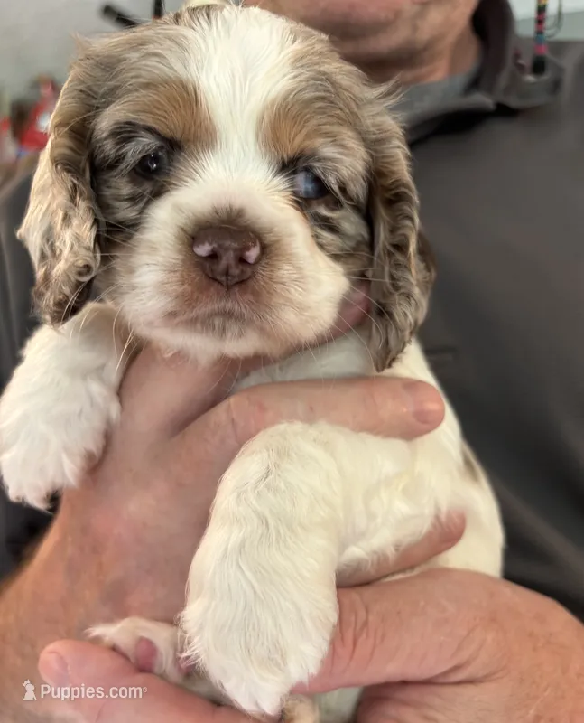 Peggy (white collar) – Cocker Spaniel puppy for sale in Broken Arrow, OK