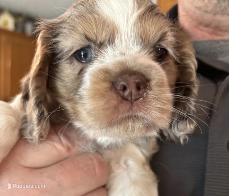 Violet (orange collar) – Cocker Spaniel puppy for sale in Broken Arrow, OK