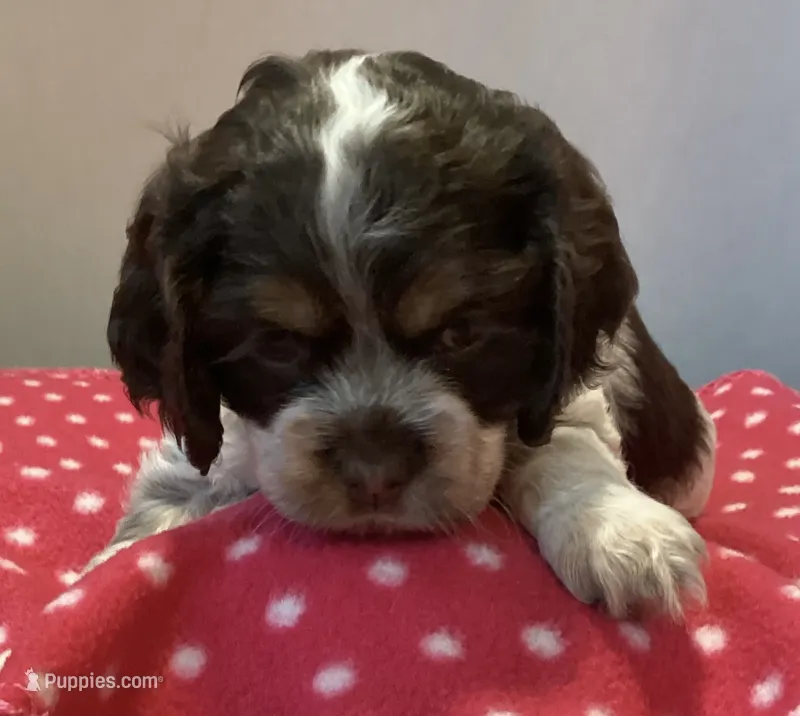 Marcie (red collar) – Cocker Spaniel puppy for sale in Broken Arrow, OK