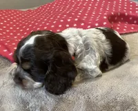 Marcie (red collar), a female Cocker Spaniel for sale in Broken Arrow, OK – 2 of 2