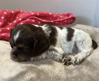 Lydia (blue collar), a female Cocker Spaniel for sale in Broken Arrow, OK – 2 of 2