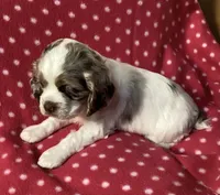 Peggy (white collar), a female Cocker Spaniel for sale in Broken Arrow, OK – 2 of 2