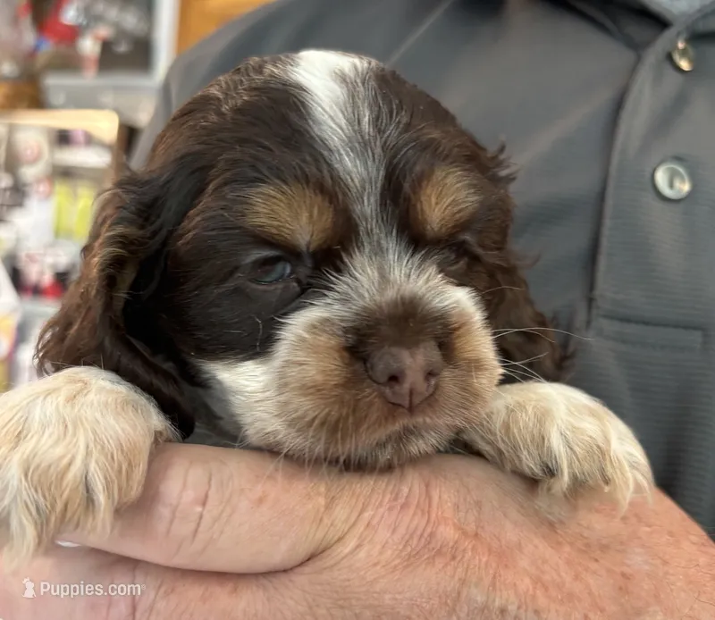 Marcie (red collar) – Cocker Spaniel puppy for sale in Broken Arrow, OK
