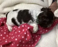 Emily (green collar), a female Cocker Spaniel for sale in Broken Arrow, OK – 2 of 2