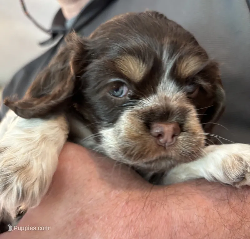 Patty (pink collar) – Cocker Spaniel puppy for sale in Broken Arrow, OK