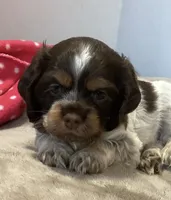 Lydia (blue collar), a female Cocker Spaniel for sale in Broken Arrow, OK – 1 of 2