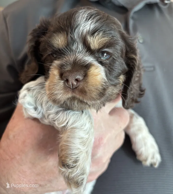 Emily (green collar) – Cocker Spaniel puppy for sale in Broken Arrow, OK