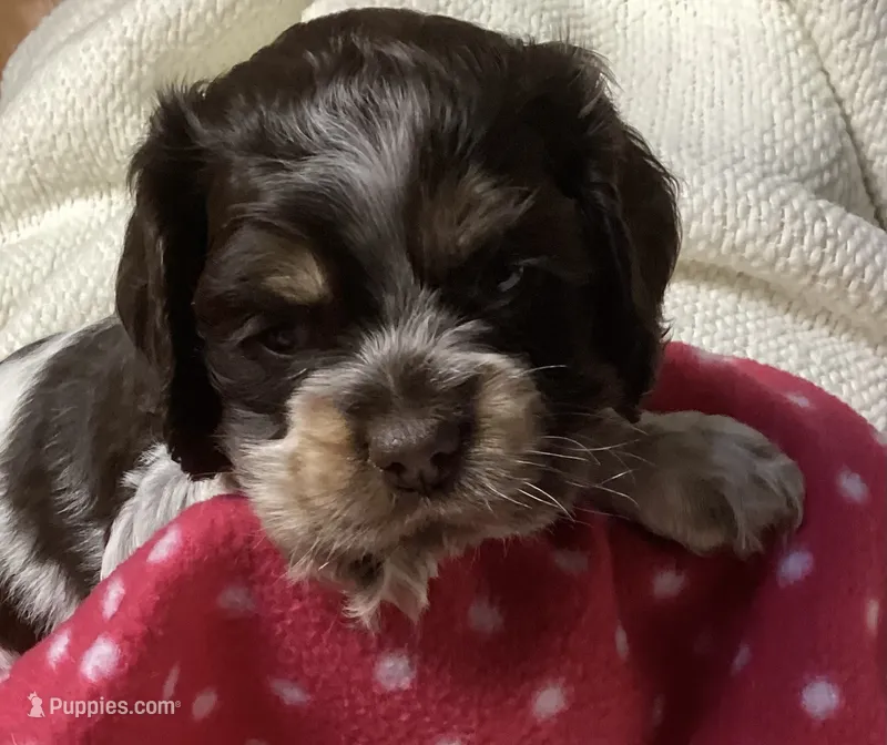 Emily (green collar) – Cocker Spaniel puppy for sale in Broken Arrow, OK