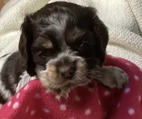 Emily (green collar), a female Cocker Spaniel for sale in Broken Arrow, OK – 1 of 2