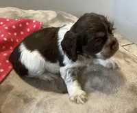 Patty (pink collar), a female Cocker Spaniel for sale in Broken Arrow, OK – 2 of 2