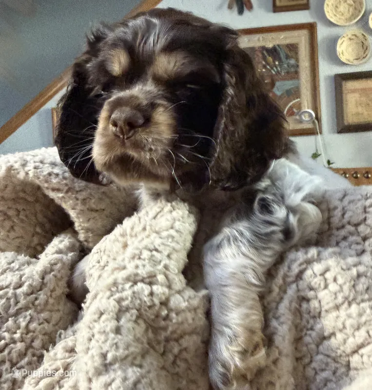 Emily (green collar) – Cocker Spaniel puppy for sale in Broken Arrow, OK