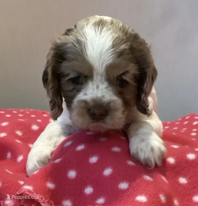 Violet (orange collar) – Cocker Spaniel puppy for sale in Broken Arrow, OK