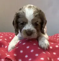 Violet (orange collar), a female Cocker Spaniel for sale in Broken Arrow, OK – 1 of 3