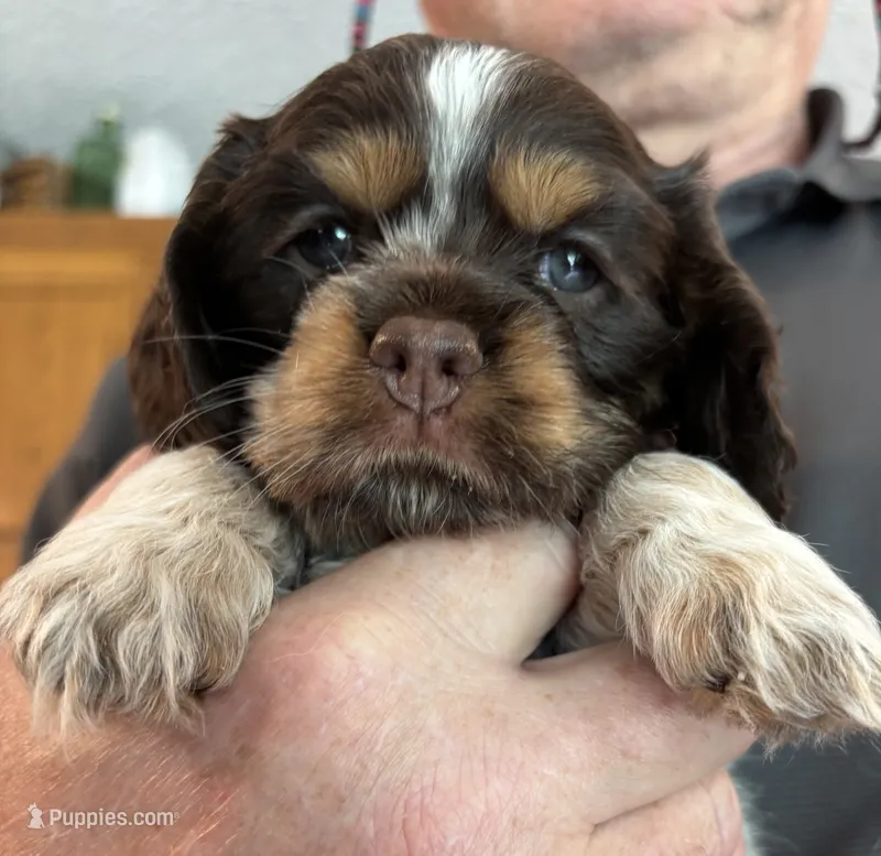 Lydia (blue collar) – Cocker Spaniel puppy for sale in Broken Arrow, OK