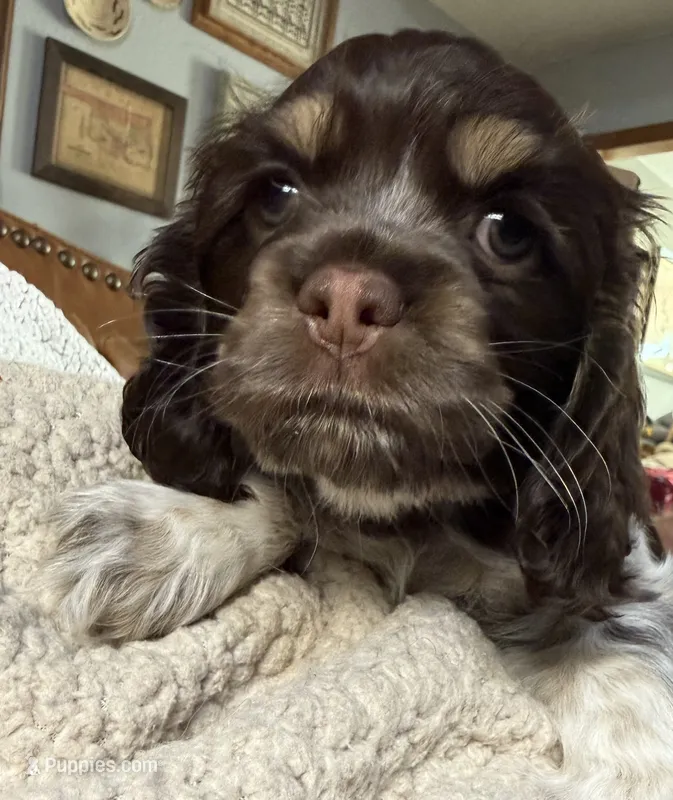 Patty (pink collar) – Cocker Spaniel puppy for sale in Broken Arrow, OK