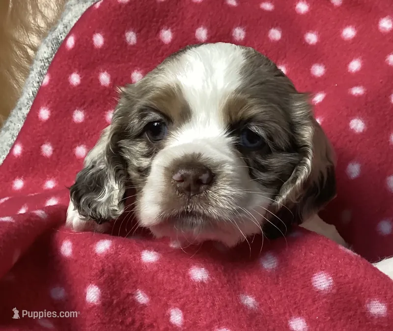 Peggy (white collar) – Cocker Spaniel puppy for sale in Broken Arrow, OK