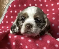 Peggy (white collar), a female Cocker Spaniel for sale in Broken Arrow, OK – 1 of 2
