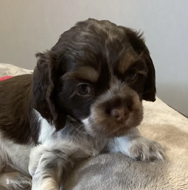 Patty (pink collar) – Cocker Spaniel puppy for sale in Broken Arrow, OK