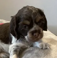 Patty (pink collar), a female Cocker Spaniel for sale in Broken Arrow, OK – 1 of 2