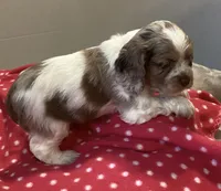 Violet (orange collar), a female Cocker Spaniel for sale in Broken Arrow, OK – 2 of 3
