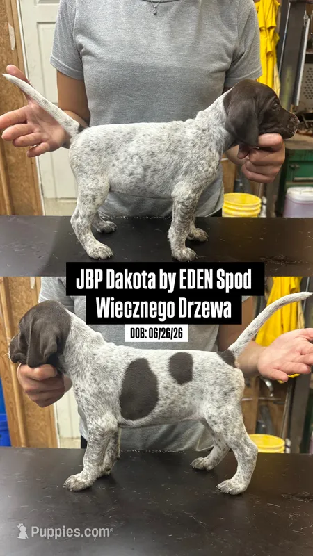 JBP Dakota by EDEN spod Wiecznego Drzewa – German Shorthaired Pointer puppy for sale in Ridgefield, NJ