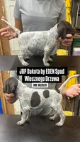 JBP Dakota by EDEN spod Wiecznego Drzewa, a female German Shorthaired Pointer for sale in Ridgefield, NJ – 1 of 1