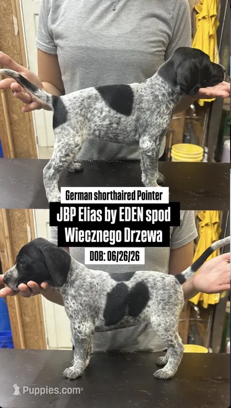 JBP Elias by EDEN spod Wiecznego Drzewa – German Shorthaired Pointer puppy for sale in Ridgefield, NJ