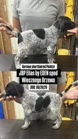 JBP Elias by EDEN spod Wiecznego Drzewa, a male German Shorthaired Pointer for sale in Ridgefield, NJ – 1 of 1