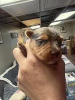 Armani, a male Yorkshire Terrier for sale in Winston-Salem, NC – Photo 1 of 4