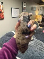 Armani, a male Yorkshire Terrier for sale in Winston-Salem, NC – Photo 3 of 4