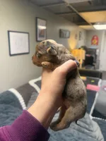 Armani, a male Yorkshire Terrier for sale in Winston-Salem, NC – Photo 4 of 4