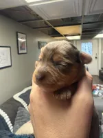 Armani, a male Yorkshire Terrier for sale in Winston-Salem, NC – Photo 2 of 4