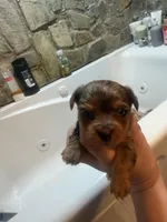 Arlo, a male Yorkshire Terrier for sale in Winston-Salem, NC – Photo 2 of 5