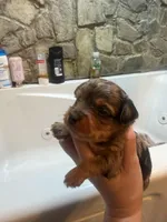 Arlo, a male Yorkshire Terrier for sale in Winston-Salem, NC – Photo 4 of 5